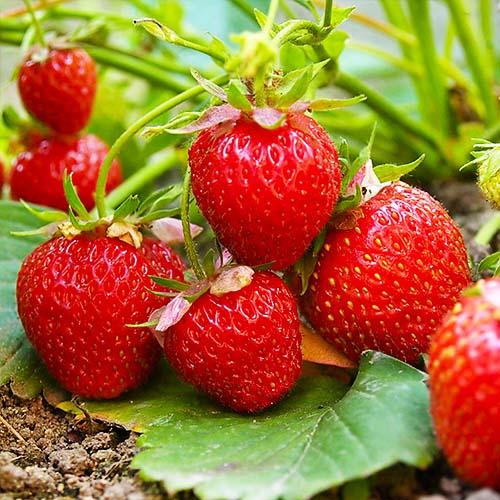 Семена Полуниця Florium Elsanta середній (2790)