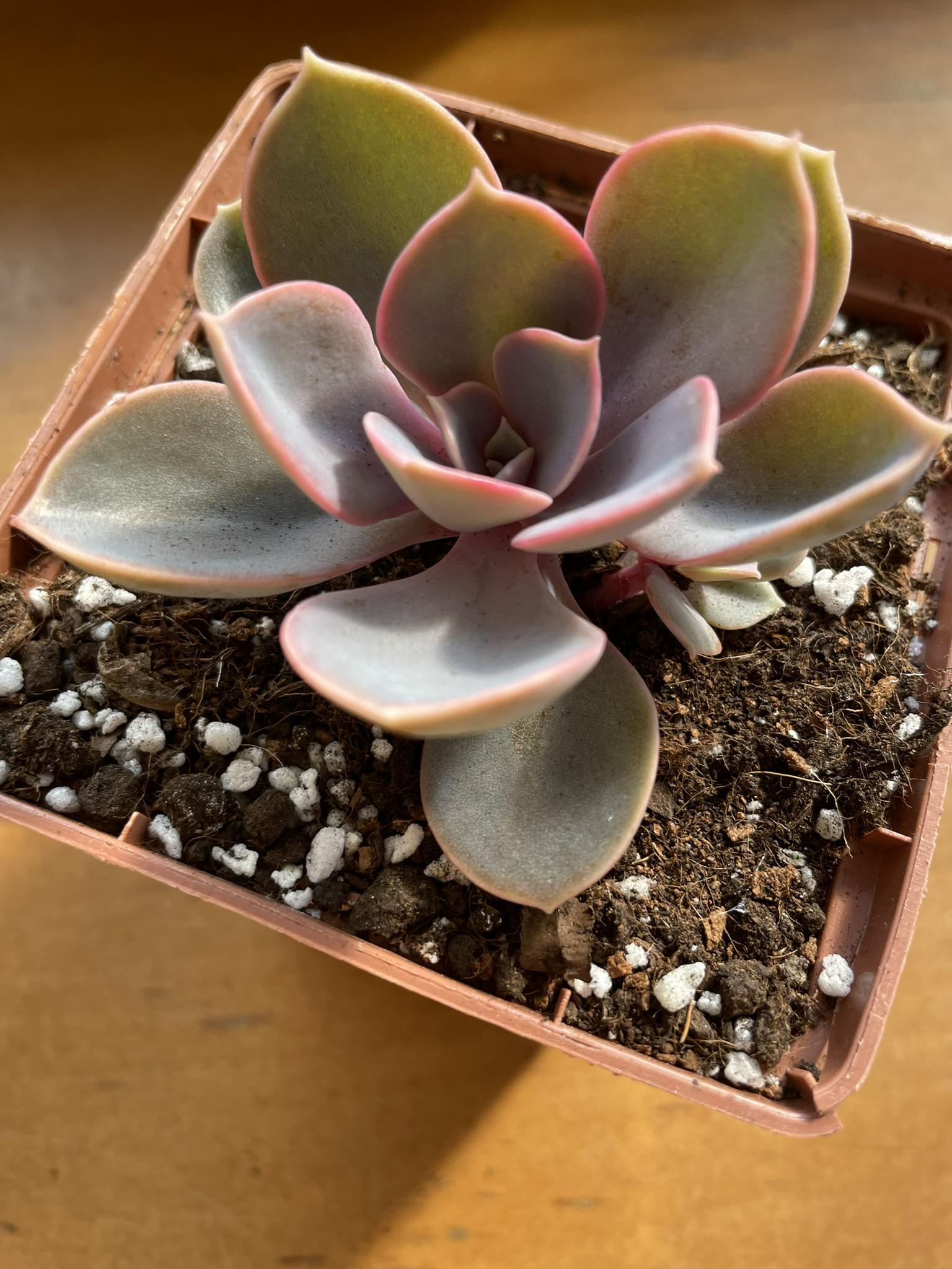 Комнатное растение Эхеверия Жемчужина Нюрнберга
Echeveria Perle von Nurnberg - фото 3