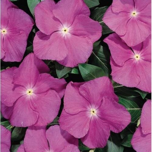 Семена цветов Катарантус Heatwave orchid Hem Genetics 50 шт. (BN09196-3)
