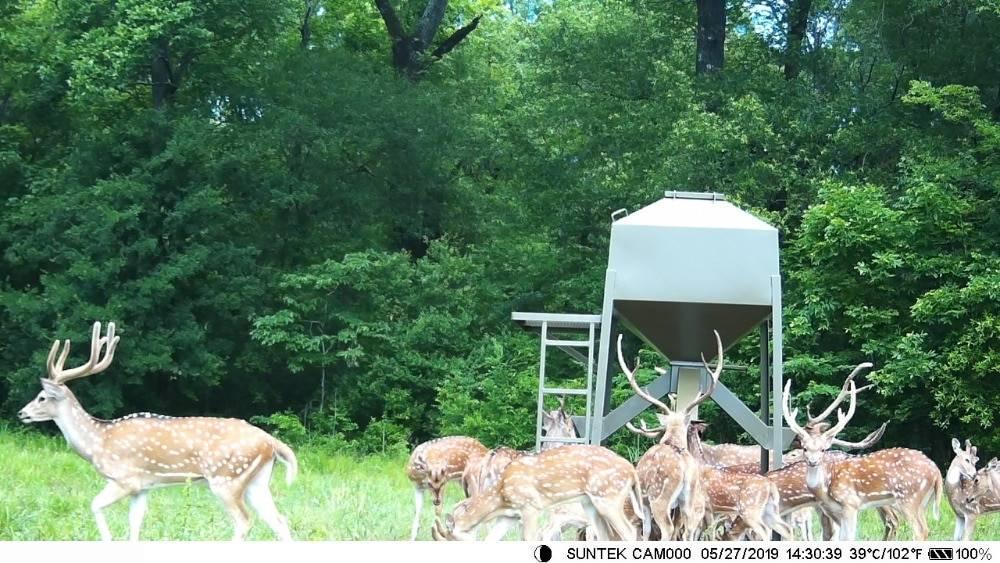 Фотопастка Suntek MINI600 12 Мп міні камера (1012) - фото 8 Фотопастка Suntek MINI600 12 Мп міні камера (1012) - фото 8