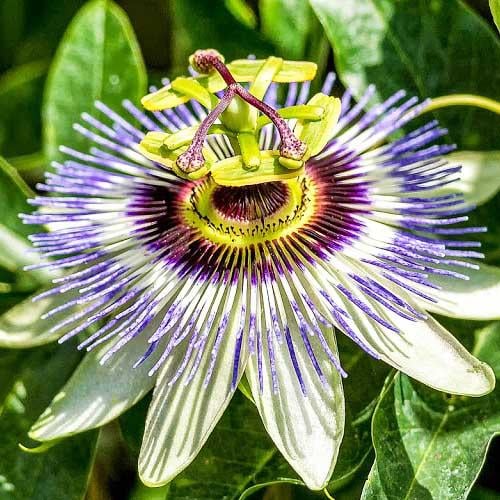 Насіння Пасифлора Florium страстоцвіт (17723)