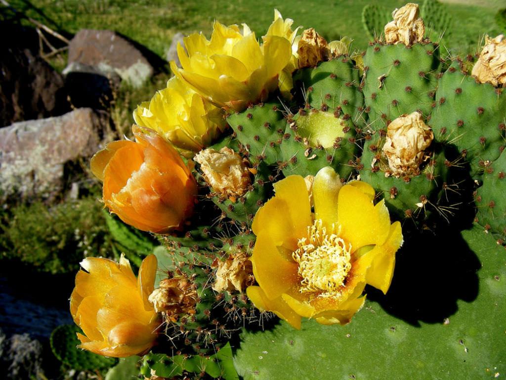 Насіння Опунція індійська Opuntia ficus-indica 5 шт./уп. - фото 3