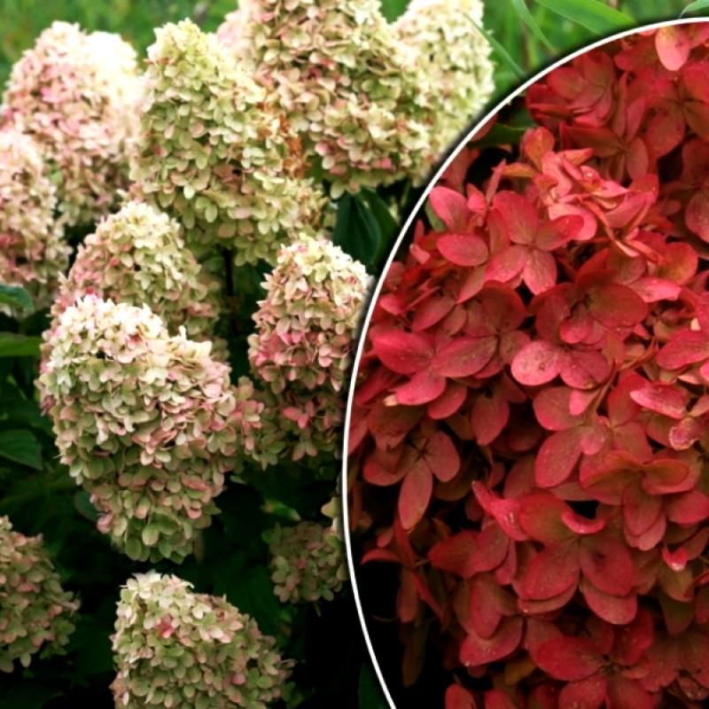 Саженец гортензии метельчатой Hydrangea paniculata Magical Candle Р9 (1357073274) - фото 2 Саженец гортензии метельчатой Hydrangea paniculata Magical Candle Р9 (1357073274) - фото 2