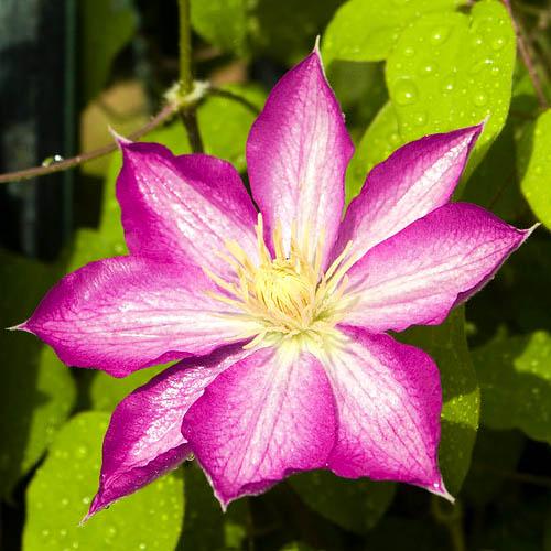 Клематис Asao Florium