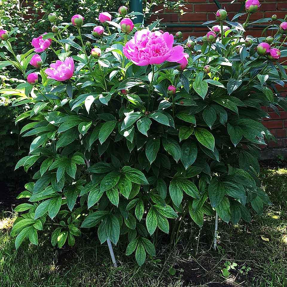 Опора для растений кольцевая 800х500х500 мм (КО-D13/D8-800*500) - фото 5