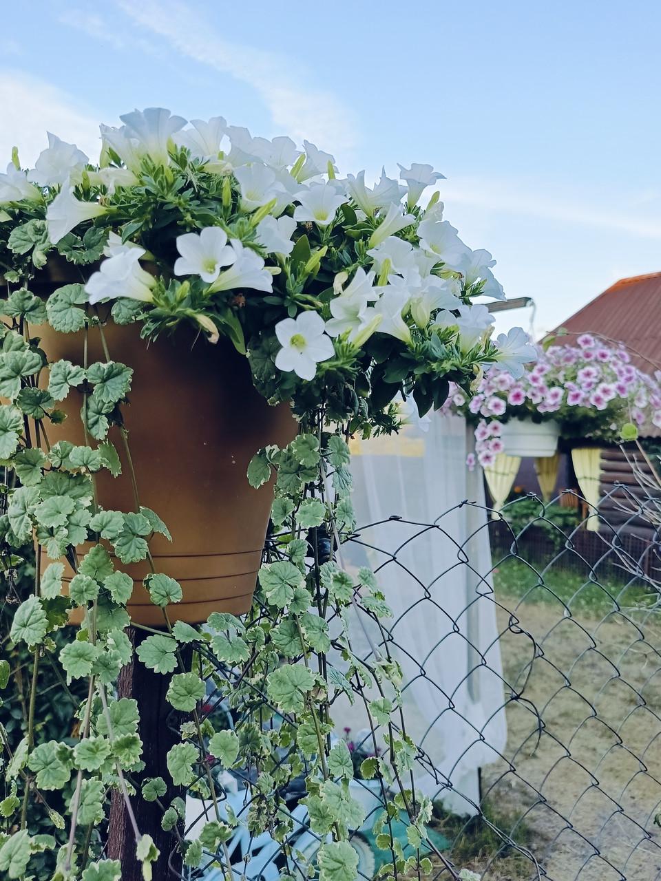 Петуния вегетативная серия Table White кассетный черенок (2496150265)