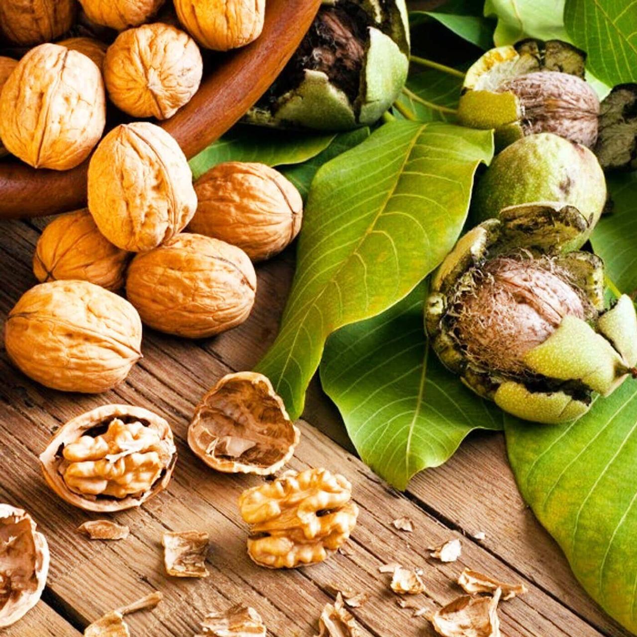 Саджанець волоського горіха Ідеал (2083951088)