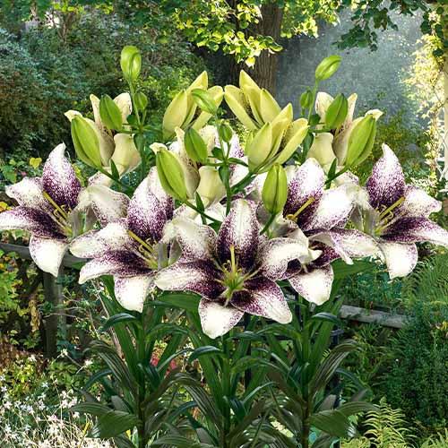 Лилия Florium Easy Sp (13633) - фото 2 Лилия Florium Easy Sp (13633) - фото 2