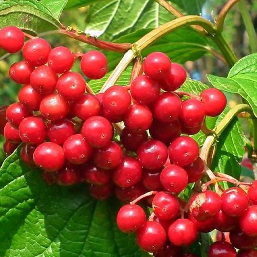 Саджанець Калина червона Свобода Freedom ранній термін дозрівання (103433) Саджанець Калина червона Свобода Freedom ранній термін дозрівання (103433)