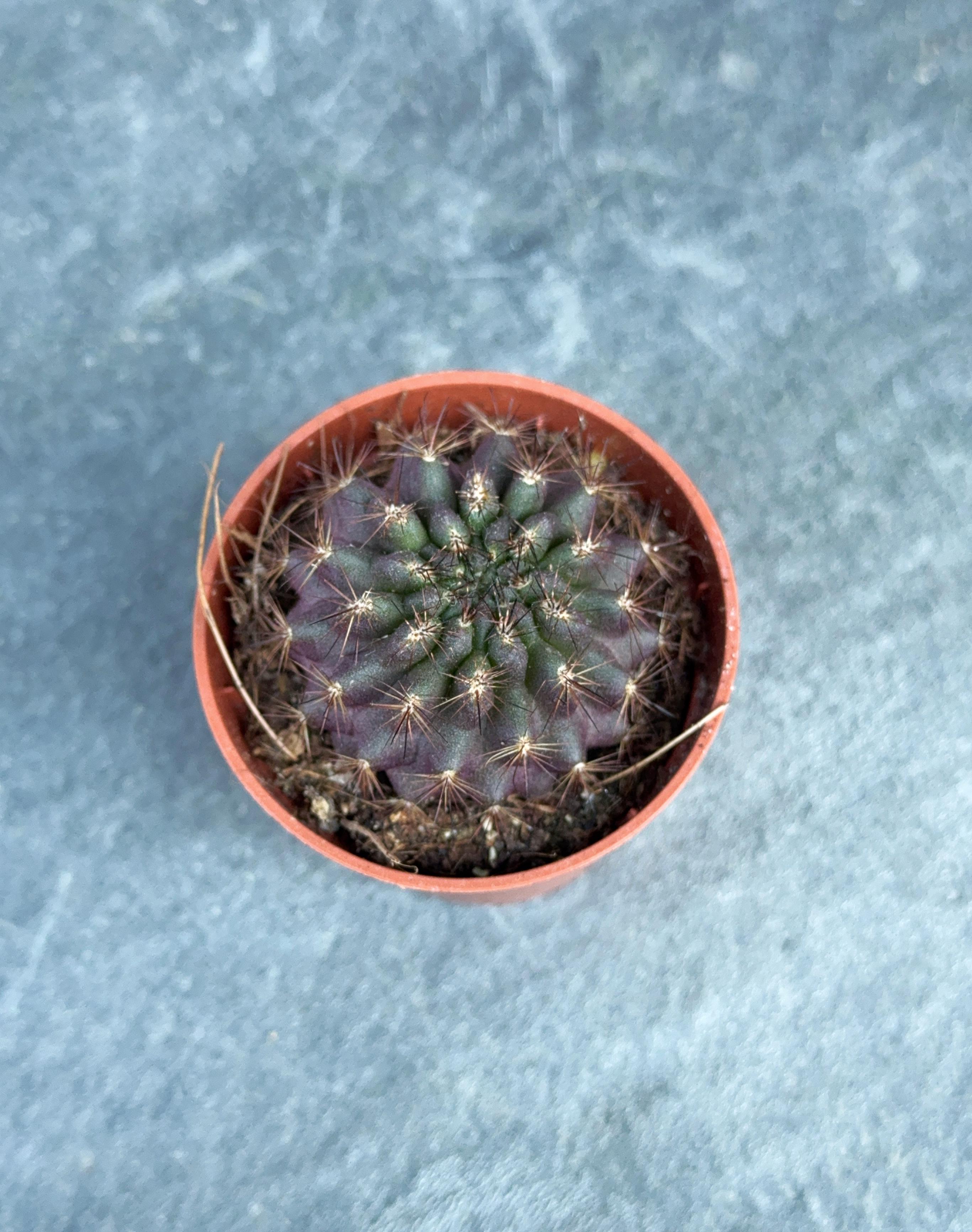 Сукулент Копіапоа смиренний Copiapoa humilis 5 см - фото 2