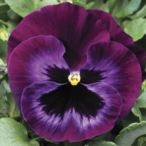 Семена цветов Виола Colossus F1 Neon Violet Syngenta 100 шт. (BN03136-3)