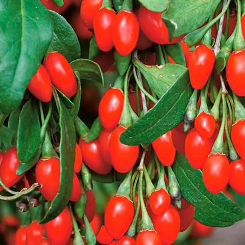 Сажанец Годжи Деликат перекрестное опыление садить по 2 шт (177579)