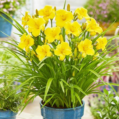 Лилейник Florium EveryDaylily Gold (18229)