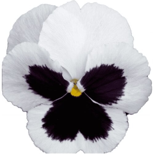 Семена цветов Виола Premier White Blotch Sakata 250 шт. (BN07122-2)
