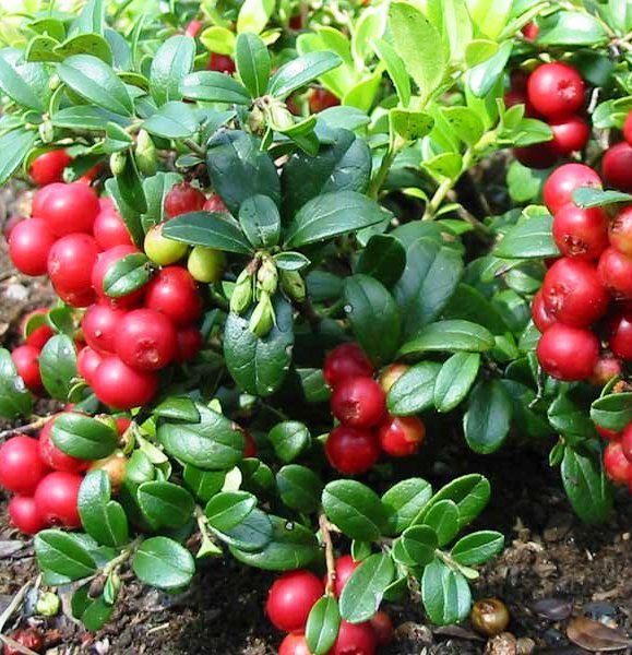 Саженцы брусники Ред Перл ранняя/кисло-сладкая/крупноплодная Р9 (644237292) - фото 2