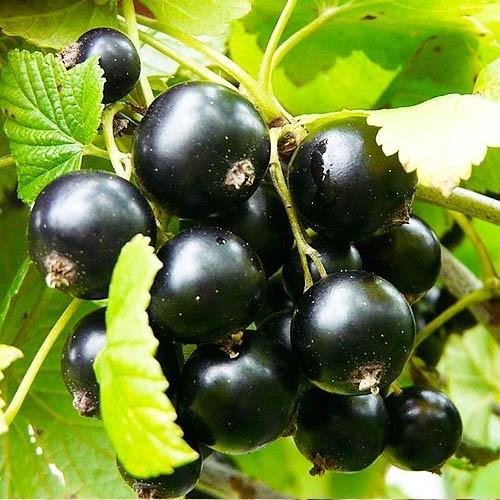 Саджанець смородини чорної Краса Львова (2083610078)