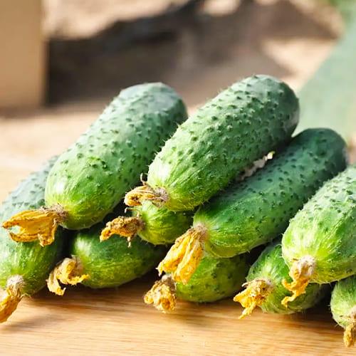 Семена Огірок Florium Ленара F1 (16002)