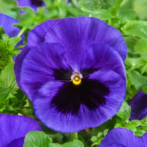 Семена цветов Виола Cello Blue with Blotch Hem Genetics 50 шт. (BN09596-3)