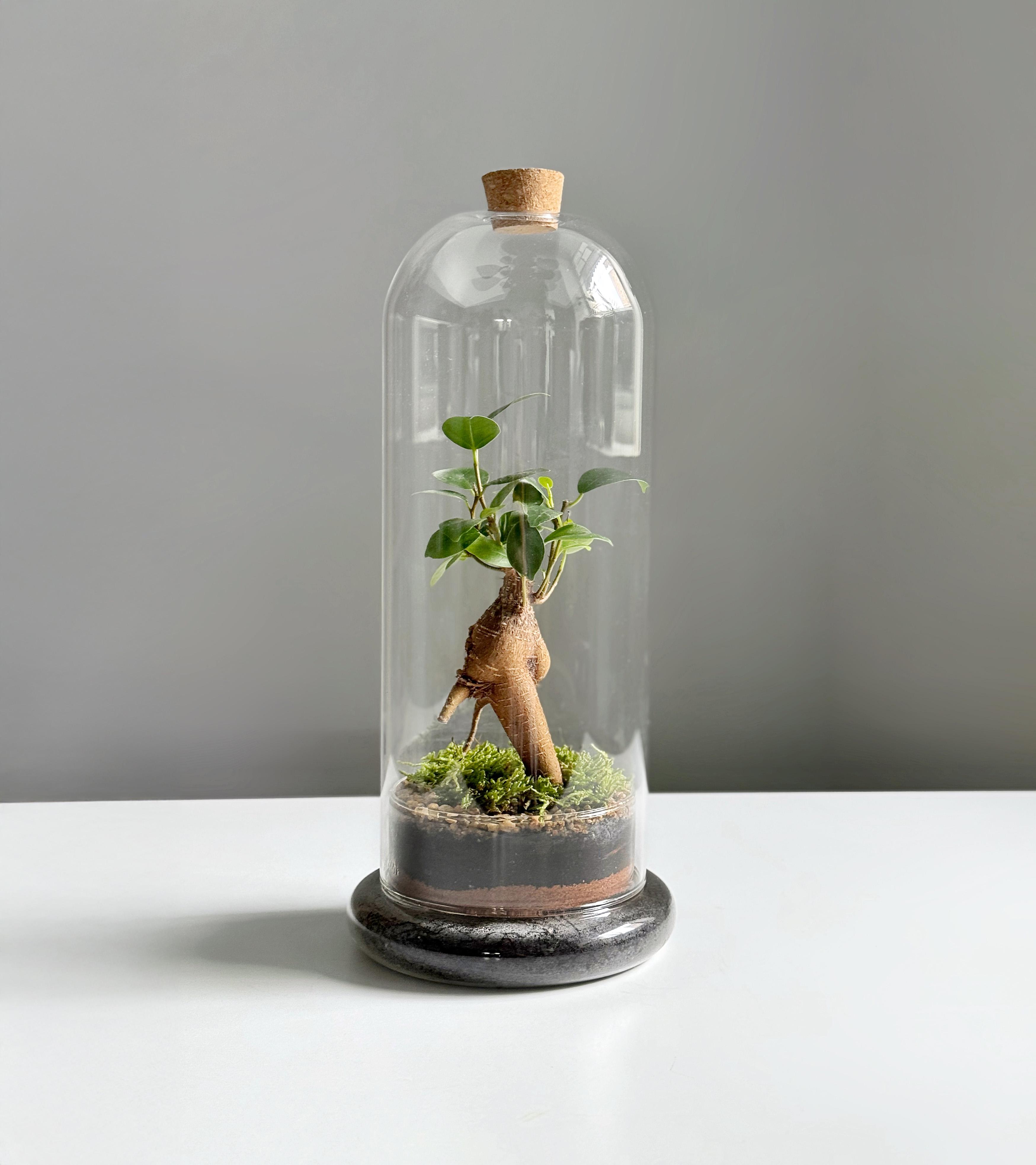 Бонсай в банке 29х9 см