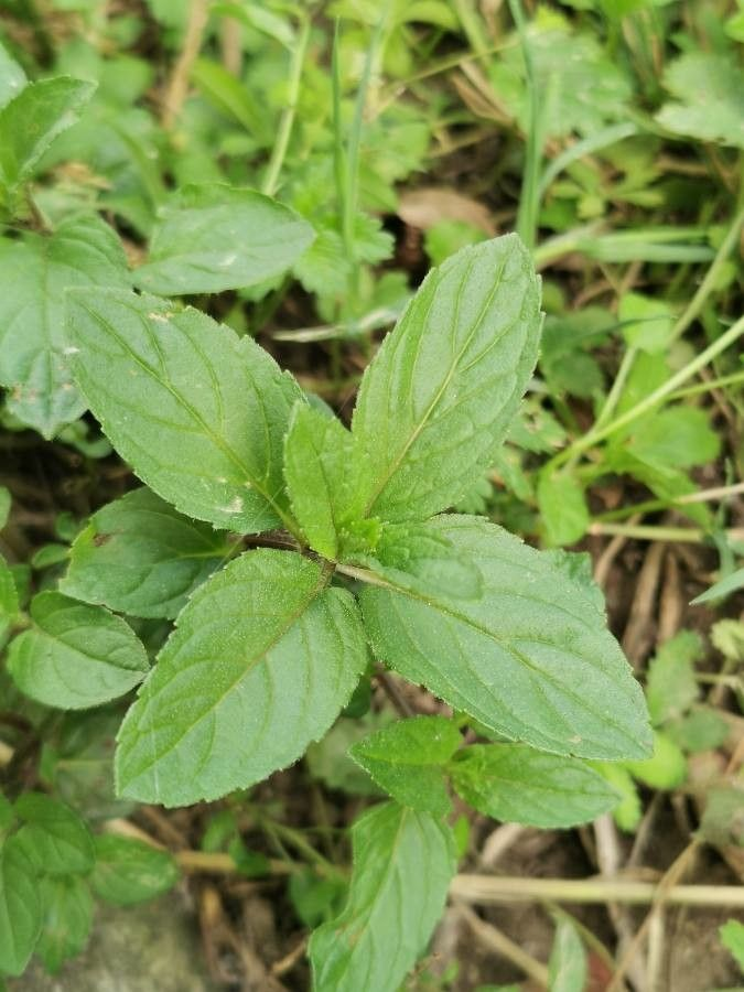 Насіння М'ята перцева Мохіто 0,1 г 1000 шт. (RS-00846) - фото 4