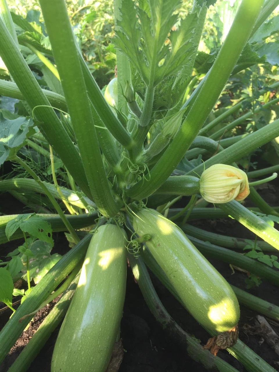 Насіння Cultiva Кабачок Рішар F1 5 шт. (KBR5) - фото 4