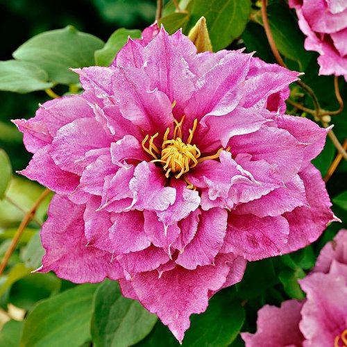 Клематис Piilu Florium