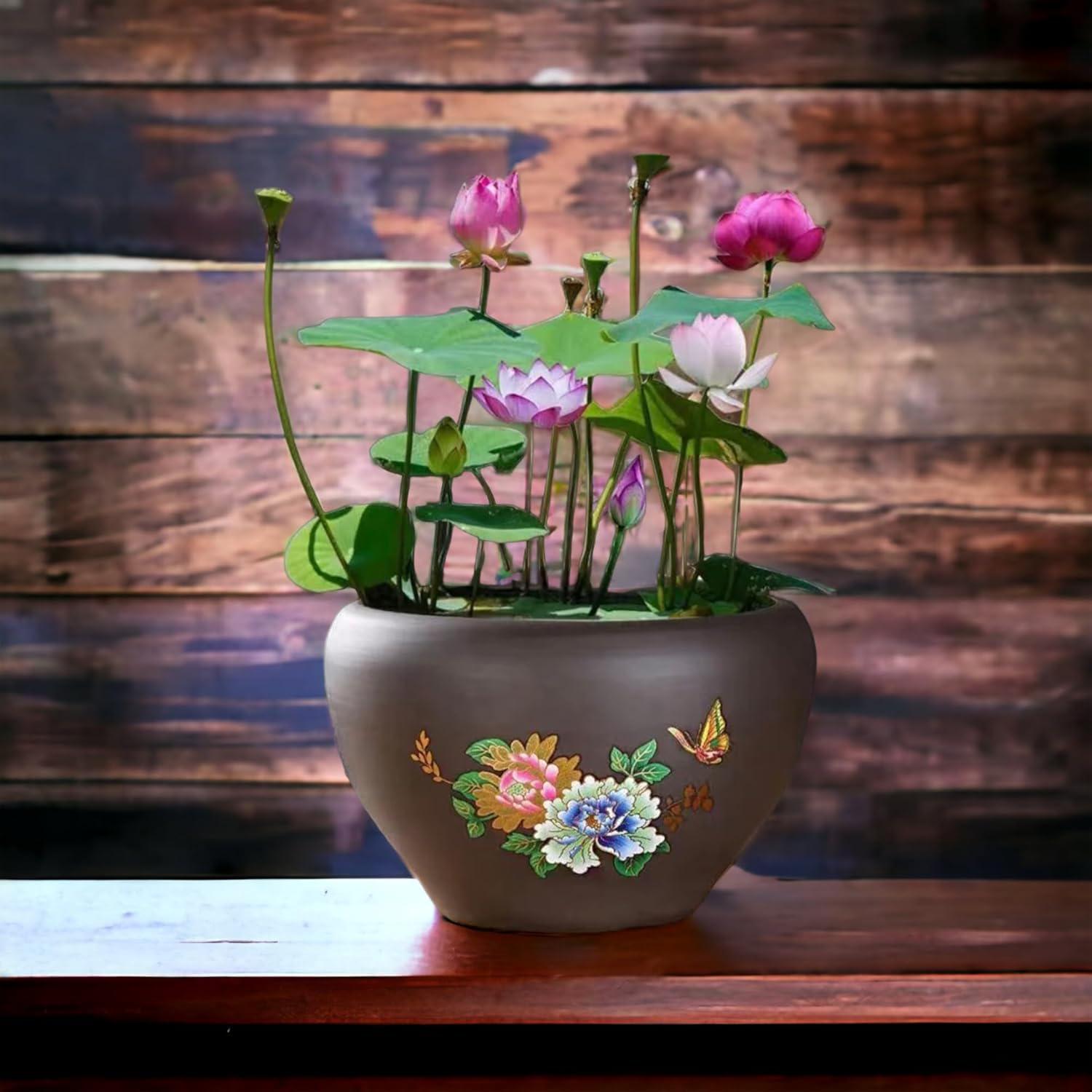 Насіння лотоса бонсай BowlLotus 50 шт. мікс кольорів (2320) - фото 5 Насіння лотоса бонсай BowlLotus 50 шт. мікс кольорів (2320) - фото 5