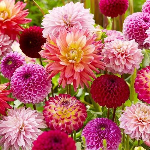 Георгина Florium Микс (5221) Георгина Florium Микс (5221)