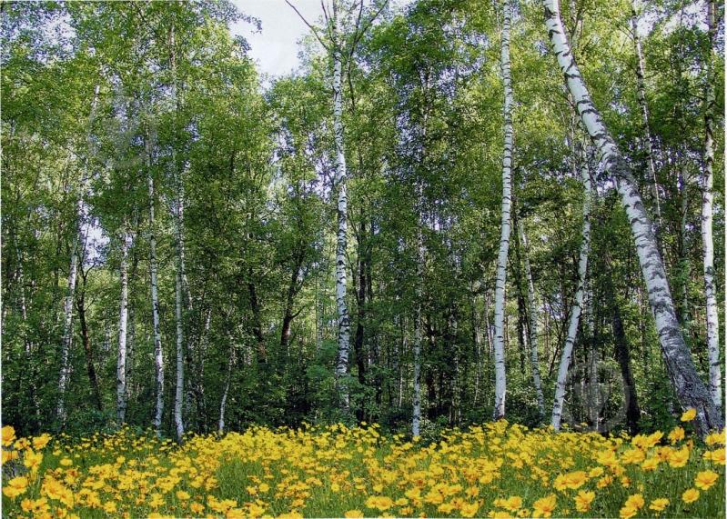 Фотошпалери Арт Декор Лісові красуні 134х194