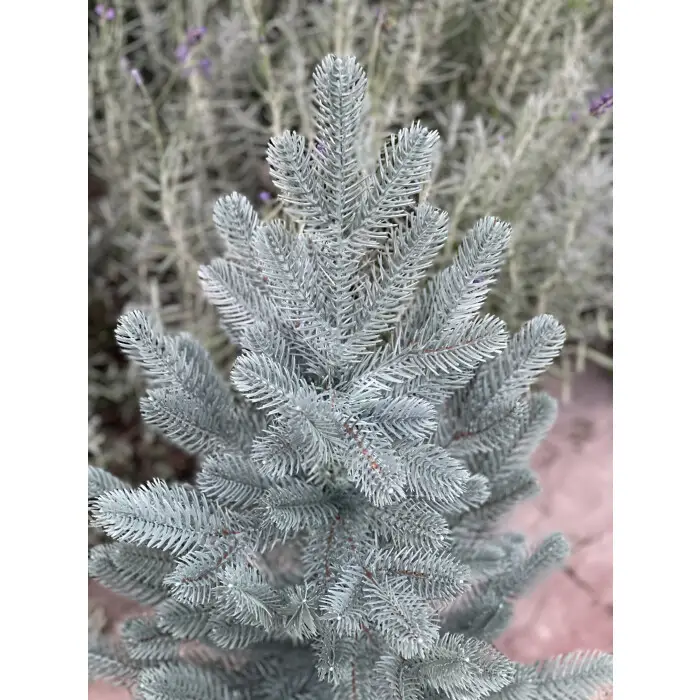 Ялинка штучна лита Traditional в горщику 50 см Блакитний (215N/50/B) - фото 4 Ялинка штучна лита Traditional в горщику 50 см Блакитний (215N/50/B) - фото 4