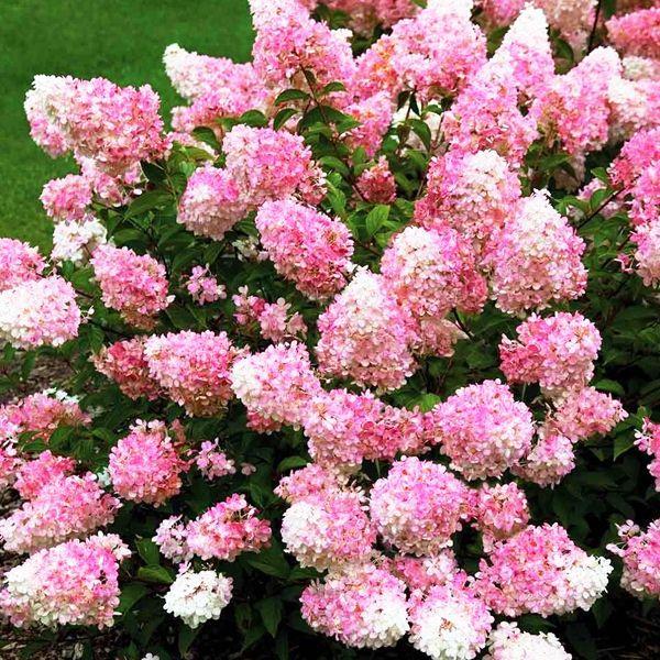 Саженец гортензии метельчатой Hydrangea paniculata Pinky Winky Р9 (1334345353) - фото 2