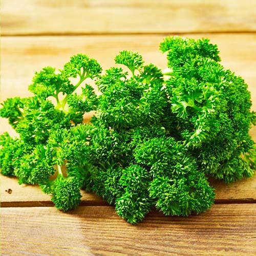 Семена Кервель Florium Подвійний фриз (18754)