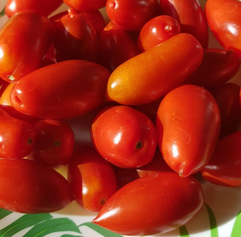 Семена помидоров Дрова низкорослые 30 шт. (2976636697)