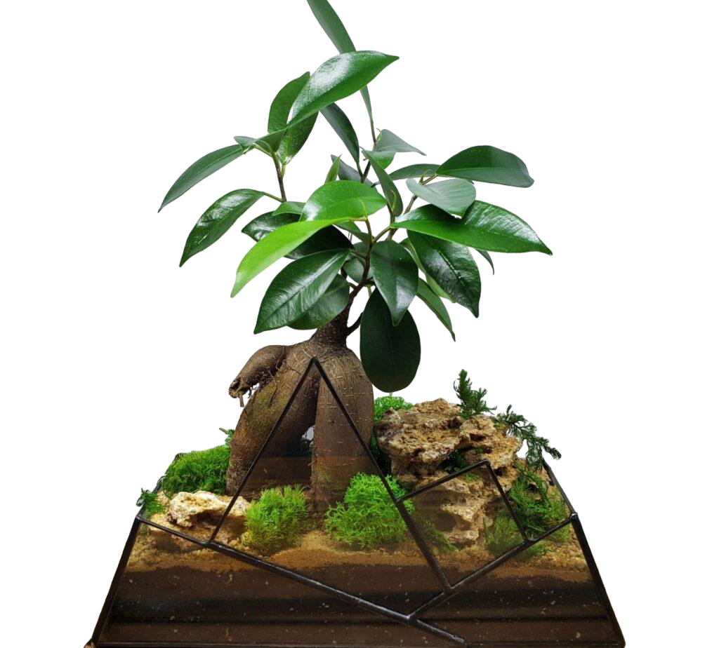 Флорариум с Бонсаем Горы 24 см
