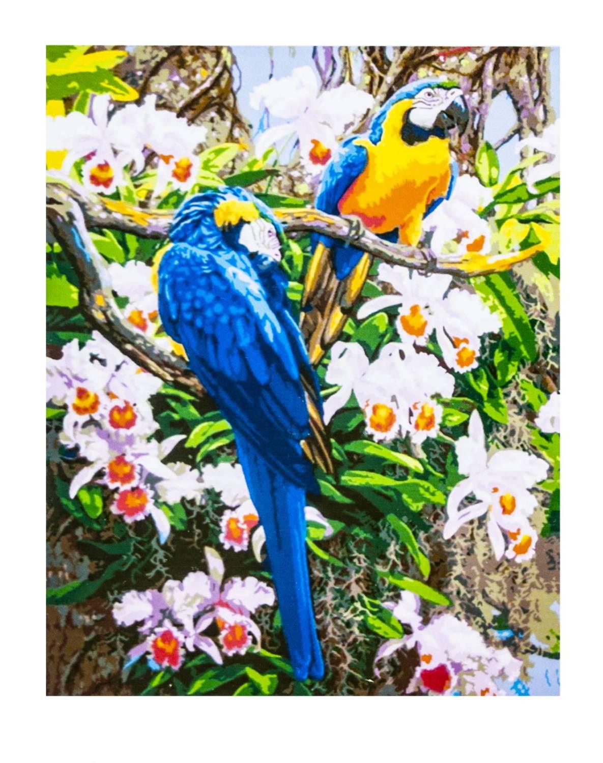 Картина по номерам Попугаи с красками и кистями 40х50 см Multicolor (1131540094)