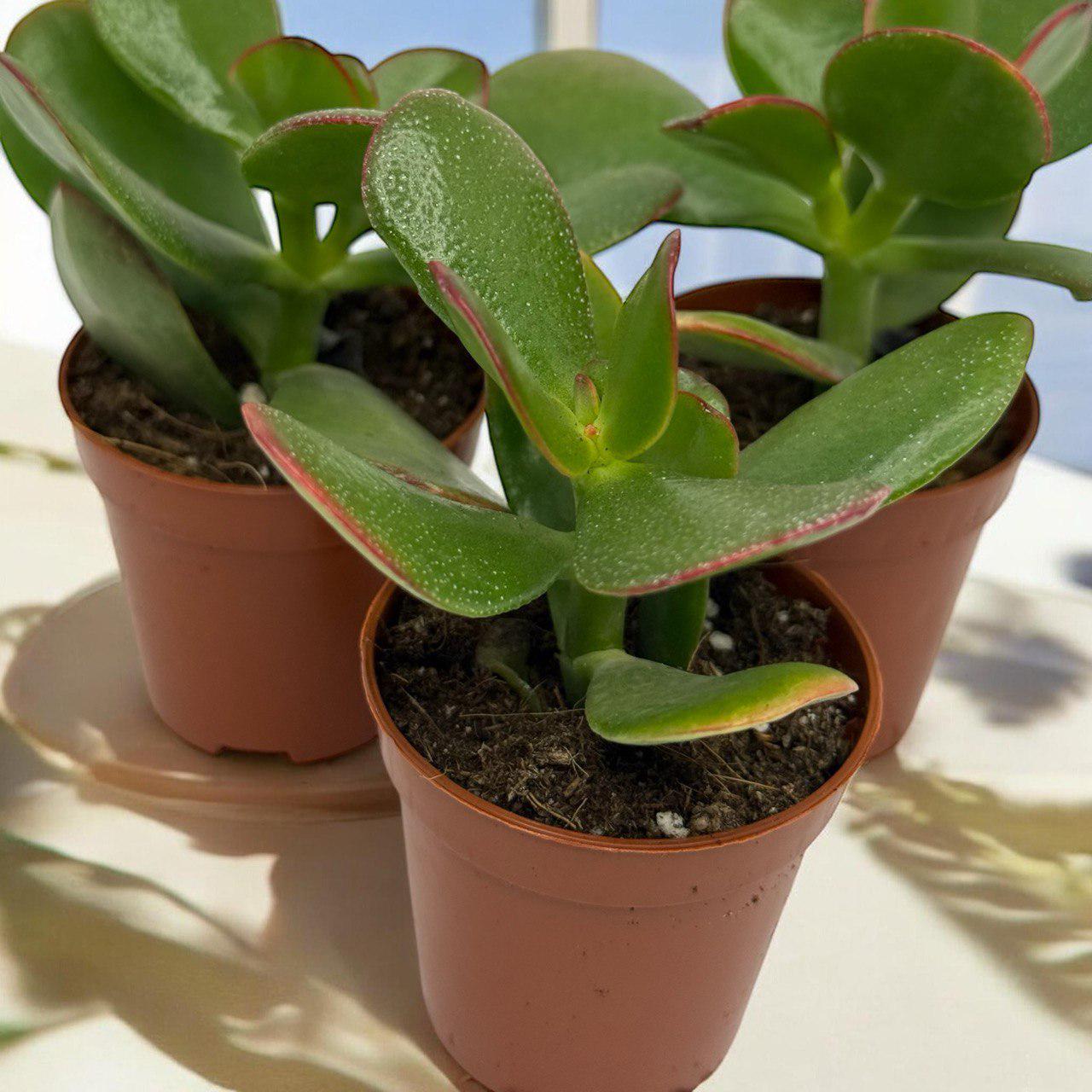 Крассула Микс Crassula Mix (38299870) - фото 7