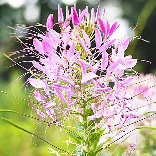 Семена Клеома Florium Смесь (17729) - фото 2 Семена Клеома Florium Смесь (17729) - фото 2