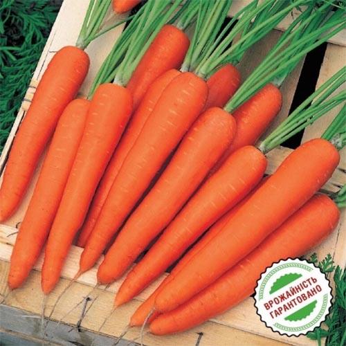 Семена Морква Florium Престо F1 (16000) - фото 2