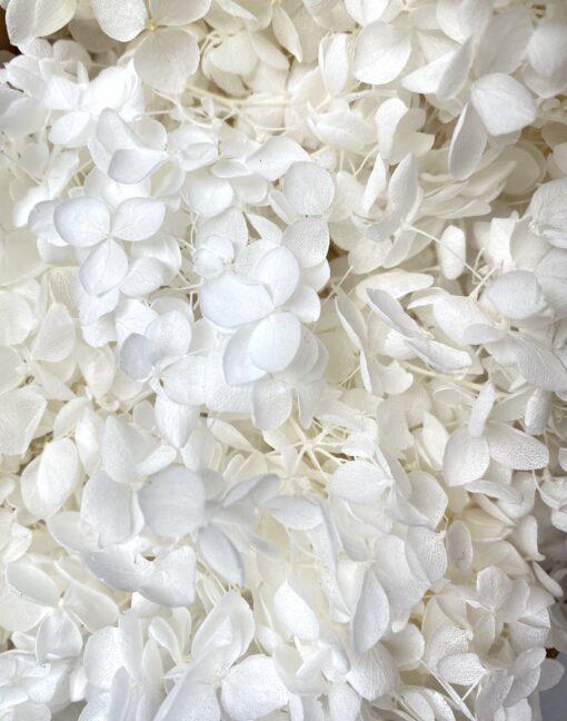 Стабилизированная гортензия 5 г Белый Стабилизированная гортензия 5 г Белый