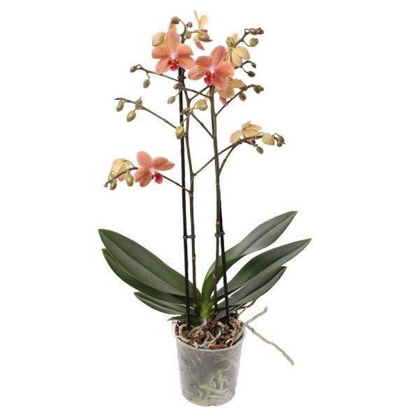 Фаленопсис Florium Sunset Love мультифлора (15796)