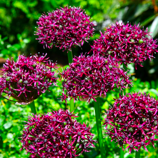 Лук декоративный Atropurpureum 6 шт.