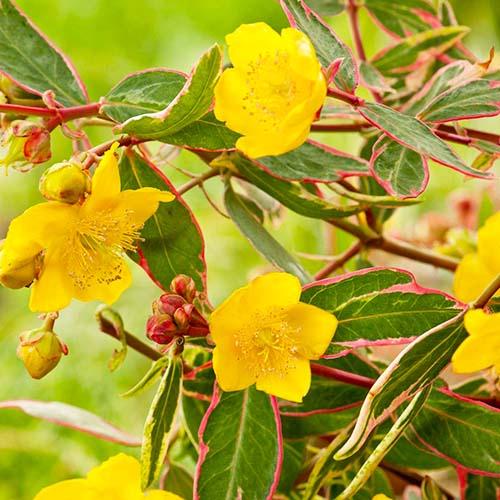 Зверобой Florium Tricolor (7651)