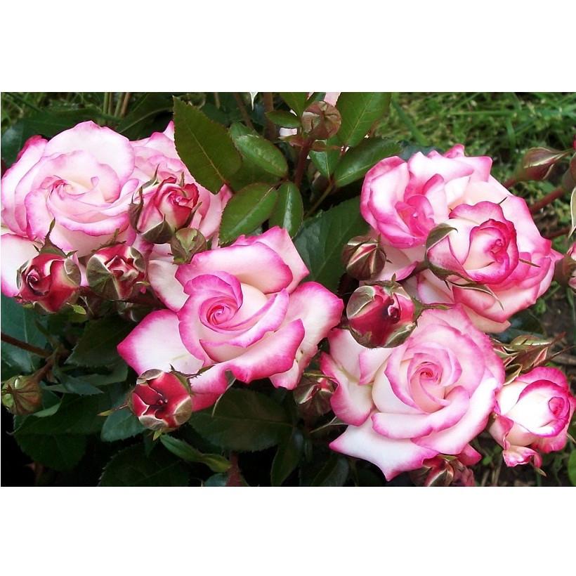 Саджанці троянди плетистої Хендель (642705407) - фото 5 Саджанці троянди плетистої Хендель (642705407) - фото 5