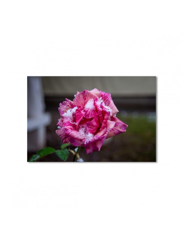 Картина модульная Роза и первый снег 1 модуль 60x90 см
