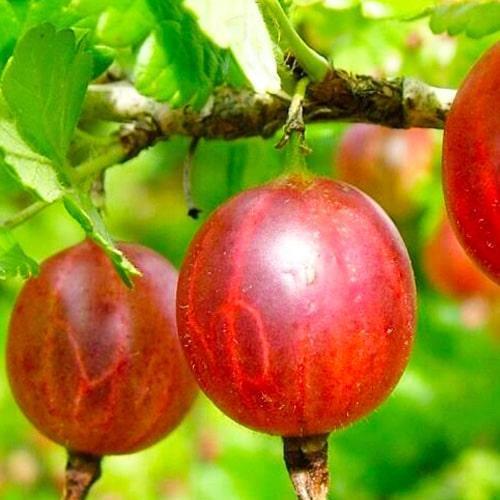 Сажанец Крыжовник красный Ксения Kseniya премиальный самоплодный сорт раннего срока созревания (51164) Сажанец Крыжовник красный Ксения Kseniya премиальный самоплодный сорт раннего срока созревания (51164)