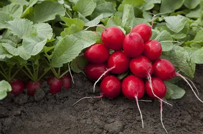 Семена Редис Хелена ТД Гекса-Украина 01-23-059 250 шт. (IR02198)