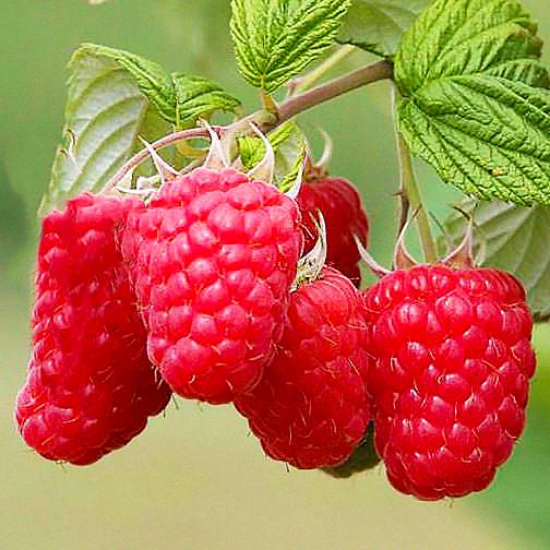 Саженец малины летней Ispolin средне-ранняя бесколючковая (1333136058)