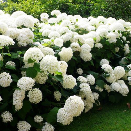 Саджанець гортензії Hydrangea arborescens Annabelle Р9 (1439042795)