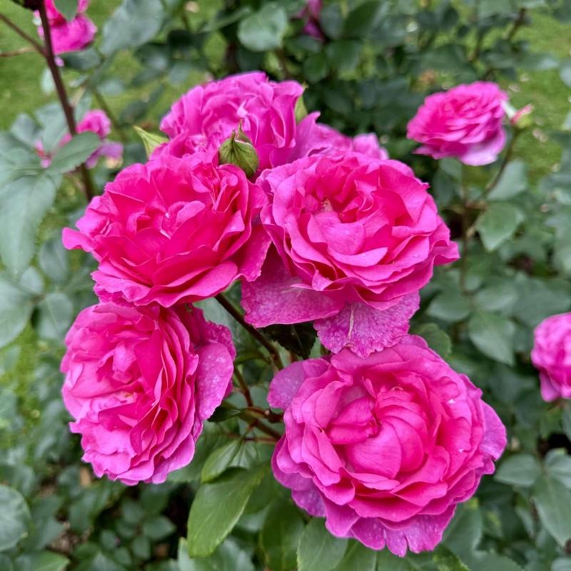 Роза Mr. Darcy Чайно-гибридная (2669460512) Роза Mr. Darcy Чайно-гибридная (2669460512)