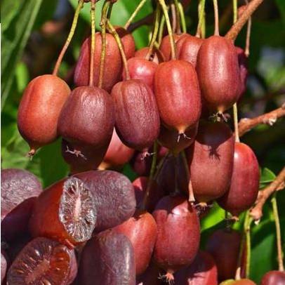 Саджанець актинідії Scarlet september червона м'якоть жіночий сорт морозостійка Р9 (640055160) Саджанець актинідії Scarlet september червона м'якоть жіночий сорт морозостійка Р9 (640055160)